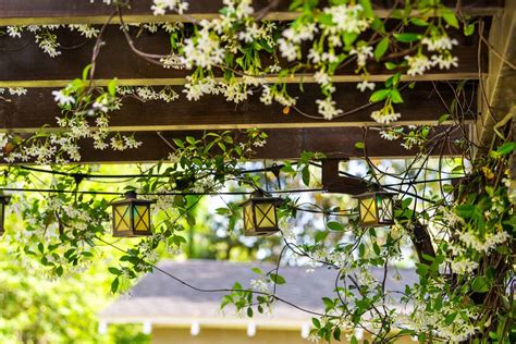 What Plants Grow Well In Shade In Arizona