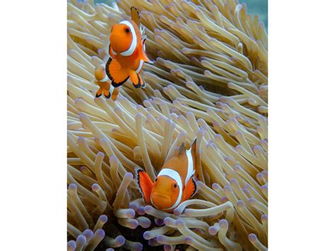Kumpulan Gambar Ikan Nemo Paling Bagus Dan Terlengkap Blog Pengajar Tekno