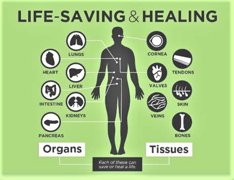 Donate Life What You Need To Know About Organ Donation In India