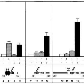 Tat And COUP TF Synergistically Activate HIV 1 Gene Transcription