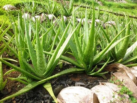 Coltivare Aloe Piante Grasse Coltivazione Aloe