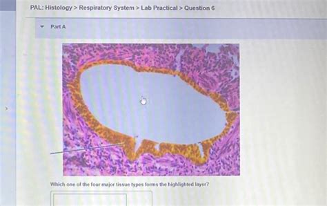 Solved Pal Histology Cardiovascular System Lab Chegg