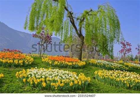 221 Indira Gandhi Memorial Tulip Gardens Images Stock Photos 3D