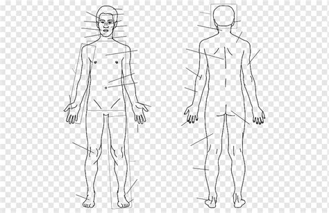 Finger Homo Sapiens Sketsa Tubuh Manusia Anatomi Otot Sudut Putih