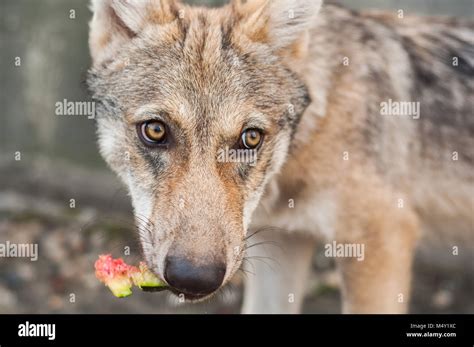 Young European Grey Wolf Puppy Feeding And Eating Watermelon Stock