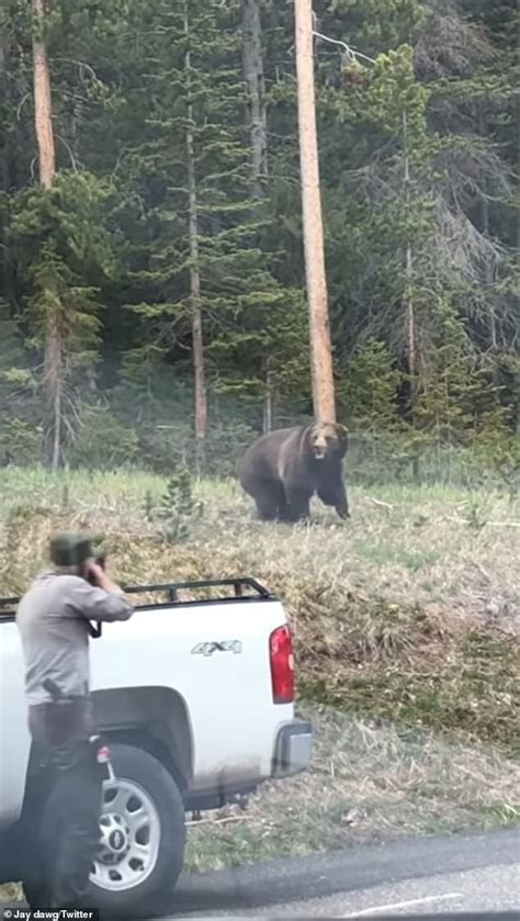 Terrifying Moment A Grizzly Bear Seeking His Mate Charges A Yellowstone