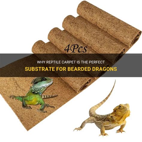 Why Reptile Carpet Is The Perfect Substrate For Bearded Dragons Petshun