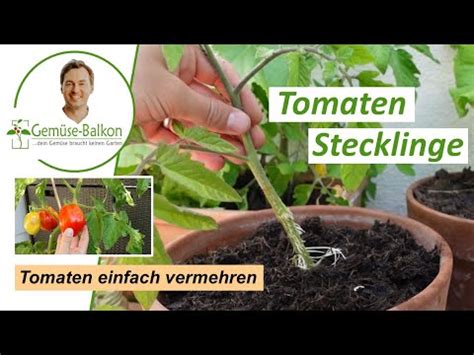 Tomaten Aus Stecklingen Ziehen Tomaten Schnell Vermehren YouTube