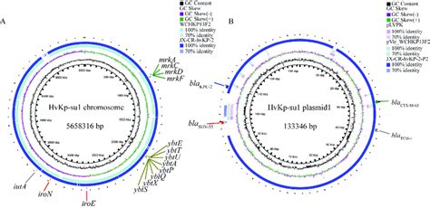 Gene Map Of Chromosome HvKp Su1 And Plasmid1 Compared With Genomes