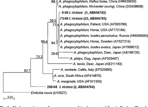 Figure From Molecular Detection Of Anaplasma Phagocytophilum And