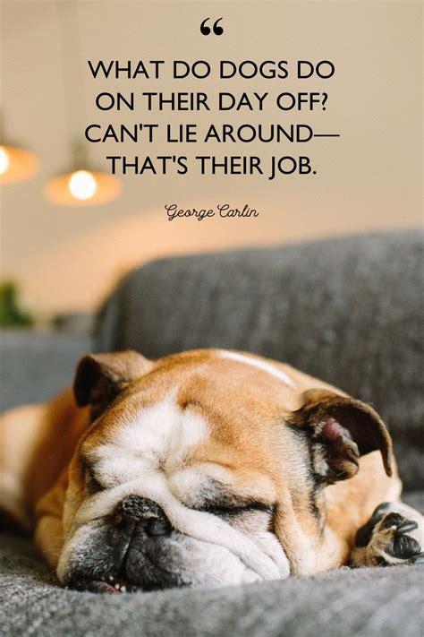 40 Best Dog Quotes – Cute, Short Quotes About Dogs – Best Hunter Zone