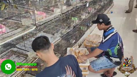 Terbaru Bongkar Burung Cendet Srdc Trucuk Anis Merah Pleci