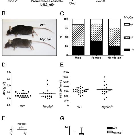 Phenotyping Of Myo A Mice And Platelets A Schematic Of The