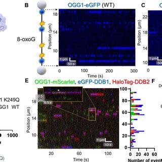 Ogg And Uv Ddb Binding To Dna With Oxidative Damage A A Structural