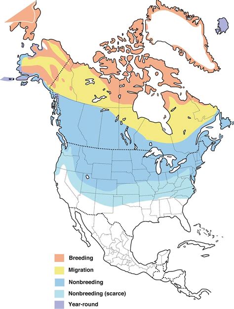 Snow Bunting Range map | Kim Smith Films