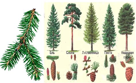 Декоративные Хвойные Деревья Фото И Названия — Фото Картинки