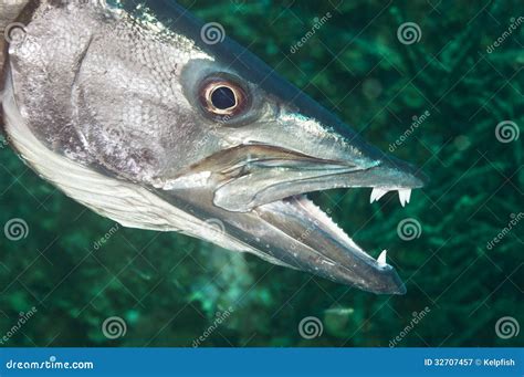 Barracuda stock image. Image of animal, barracuda, swimming - 32707457