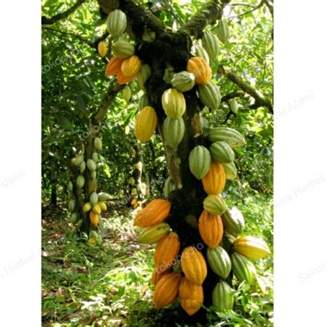 Promo Buah Coklat Matang Perbuah Kakao Jakarta Selatan Sakura