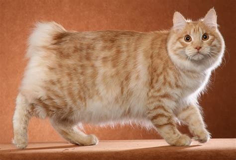 Kurilian Bobtail Longhair At Breed Information Photo Care History