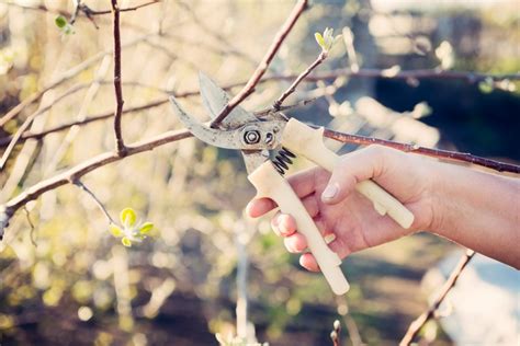 Obstb Ume Schneiden Anleitung Und Tipps Wann Ist Der Richtige