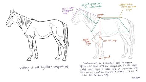 Horse Anatomy Drawing