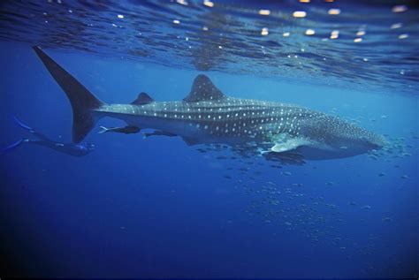 8 Cool Facts About Whale Sharks - 30A