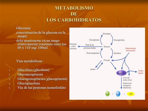 Mapa Rutas Metabolicas Buscar Con Google Rutas Metabolicas Off