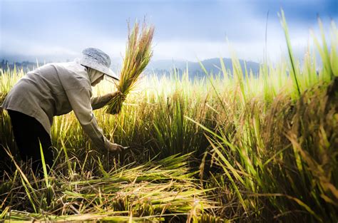 Thai Farmer Harvest Paddy Rice In Farm ทิวทัศน์ การถ่ายภาพ ธรรมชาติ