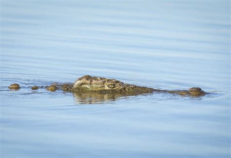 Cocodrilo Del Nilo Nadando En El Río Con La Cabeza Fuera Del Agua