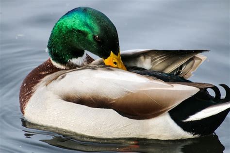 Premium Photo Close Up Of Mallard Duck Preening On Lake