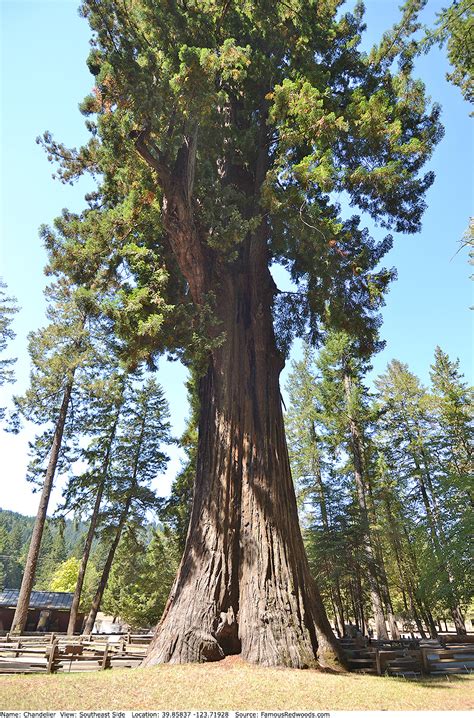 Chandelier Tree - Famous Redwoods