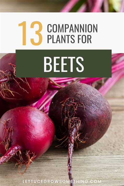 Better Together The Best Companion Plants To Grow With Beets Lettuce