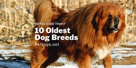 The Oldest 10 Dog Breeds