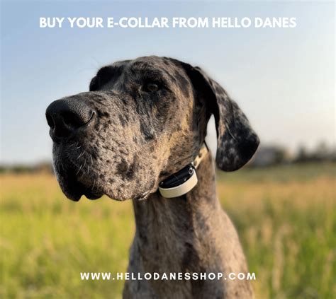 5 Obedience Commands Every Great Dane Should Know Hello Danes