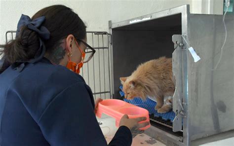 El Del Personal Del Hospital Veterinario Para Peque As Especies De