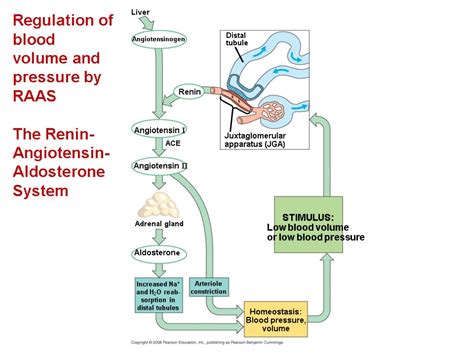 Chapter 44 Osmoregulation And Excretion Overview A Balancing