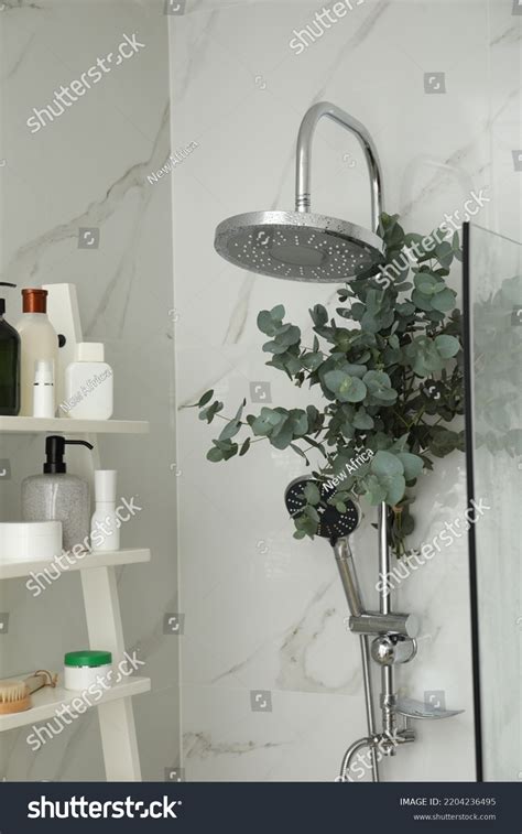 Branches Green Eucalyptus Leaves Shower Stock Photo 2204236495 | Shutterstock