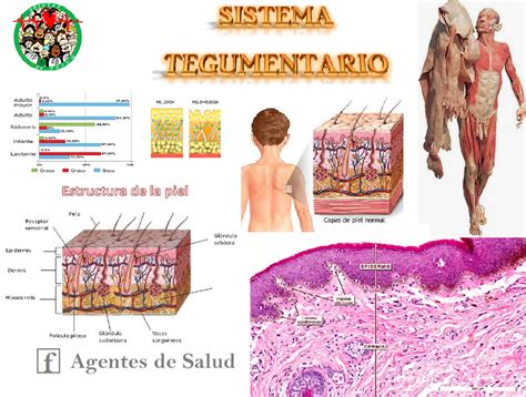 El Sistema Tegumentario Anatomia De La Piel Sistema Tegumentario Images