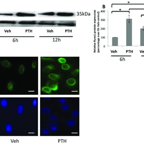 Mouse Gene Primers Used For Real Time Rt Pcr Experiments Download Table