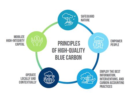 These 5 Principles Will Help Us Secure The Future Of Blue Carbon World Economic Forum