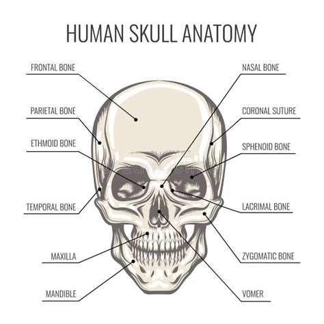 Menselijke Schedel Anatomie Illustratie Vector Illustratie