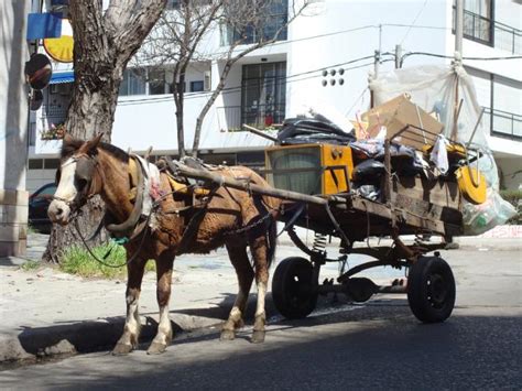 Prefeitura De Est Ncia Velha Realiza Busca Ativa Para Cadastro De