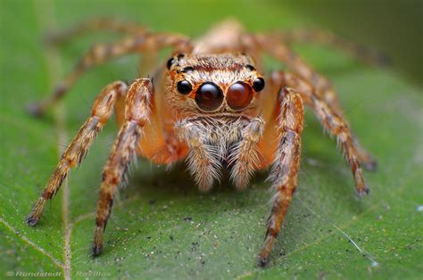 Salticidae Jumping Spiders Are Members Of The Spider Famil Flickr