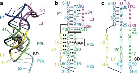 Class Ii Sam Riboswitch A Cartoon Representation Of The Global