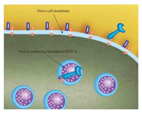 Unit 4 Introduction To Botulinum Toxin And Mechanism Of Action Vindoc