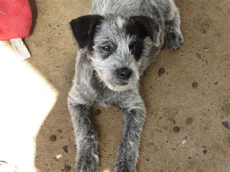 australian cattle dog terrier mix 2