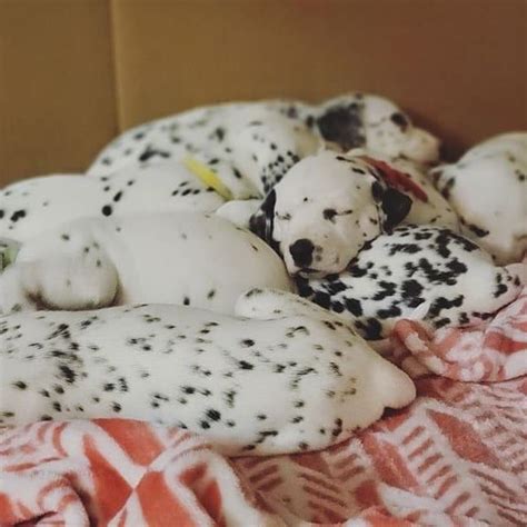 Dalmatian puppies for sale they are up to date with all shots done ...