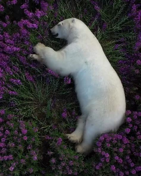 Un Ours Polaire Dormant Dans Un Champs D Pilobes Au C Ur Du Cercle