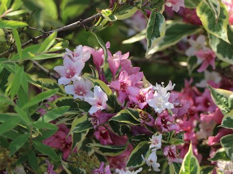 Buntblättrige Weigelie Nana Variegata Weigela florida Nana