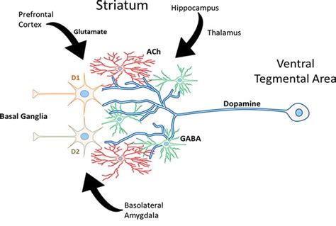 Nucleus Accumbens